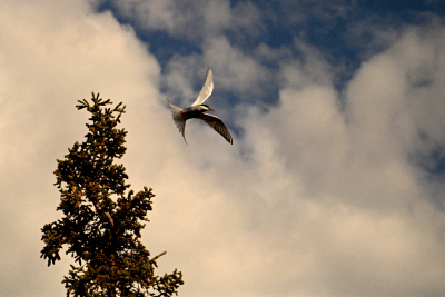Vogel im Denali national Park