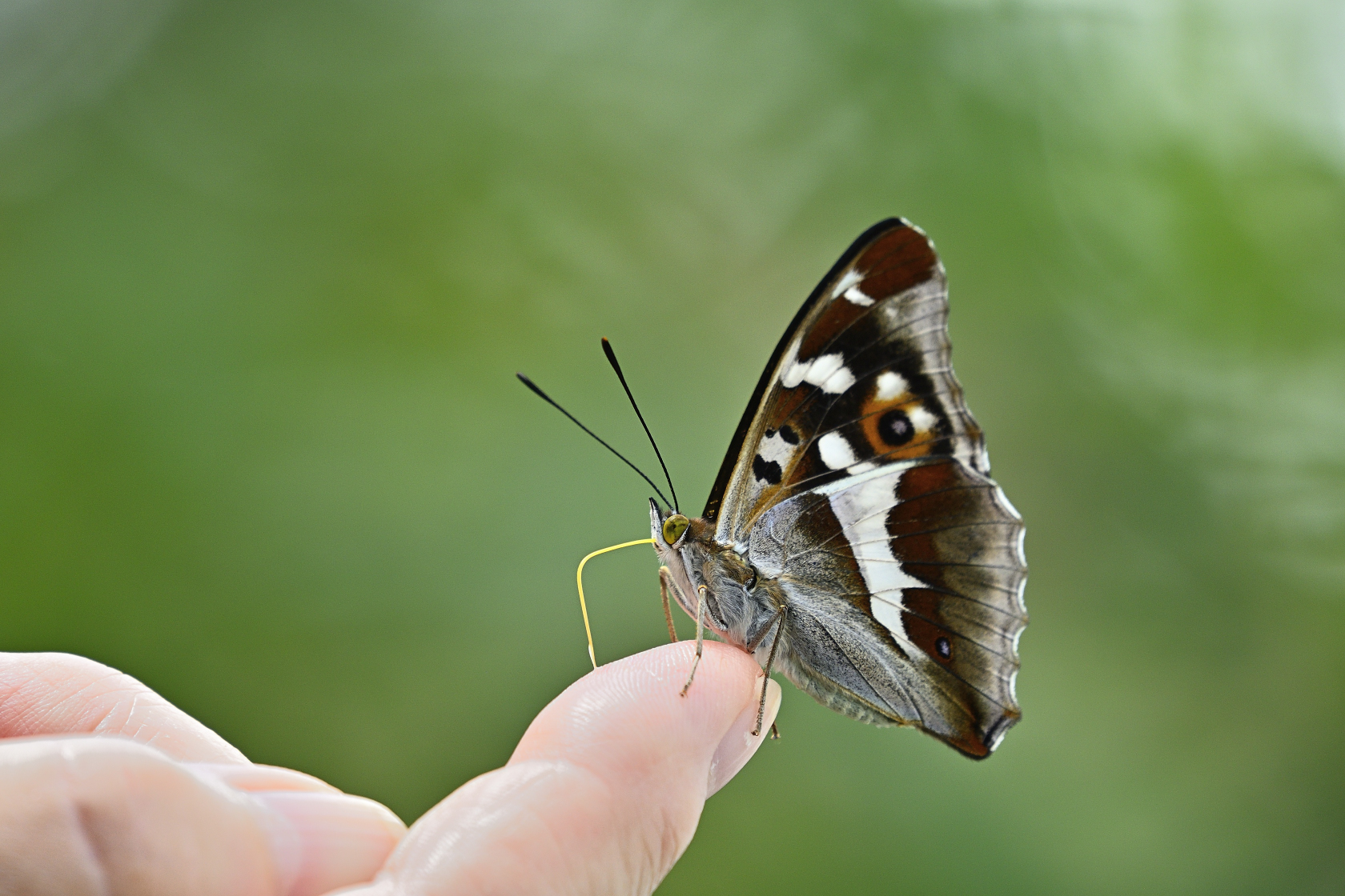 Schmetterling auf Finger