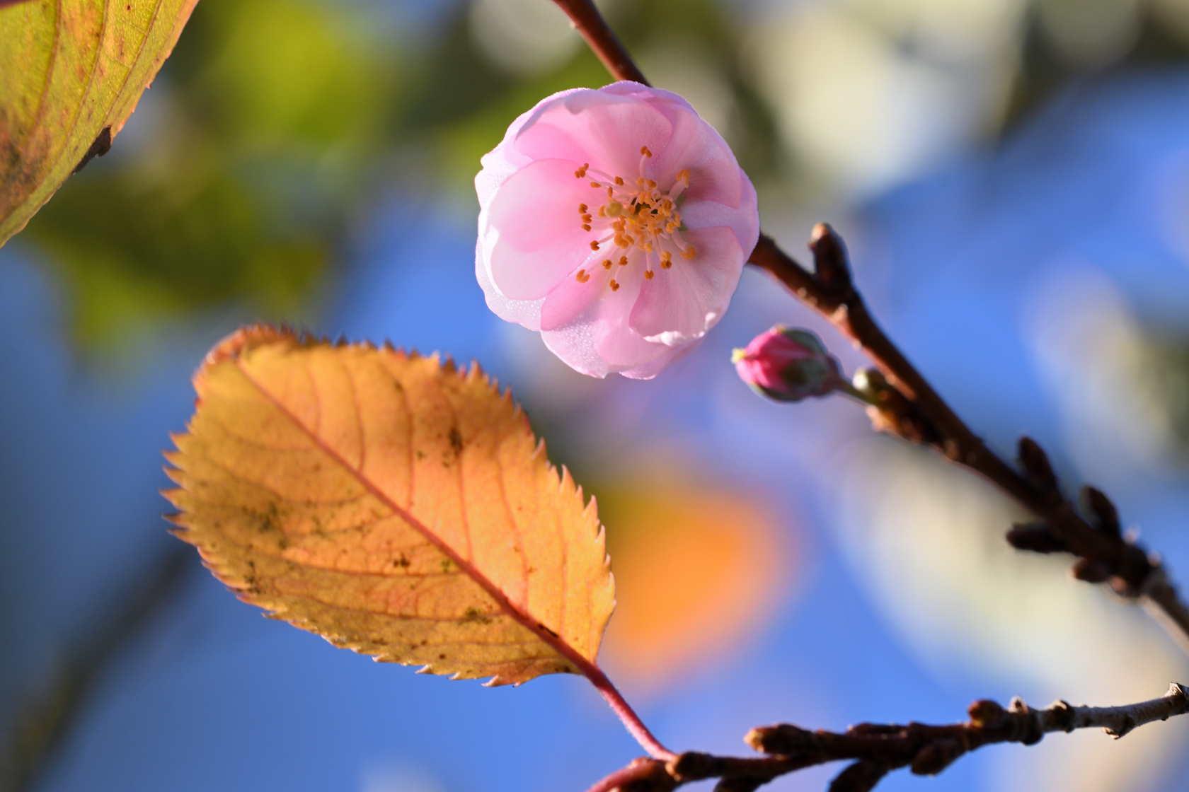 Kirschblüte im Herbst 