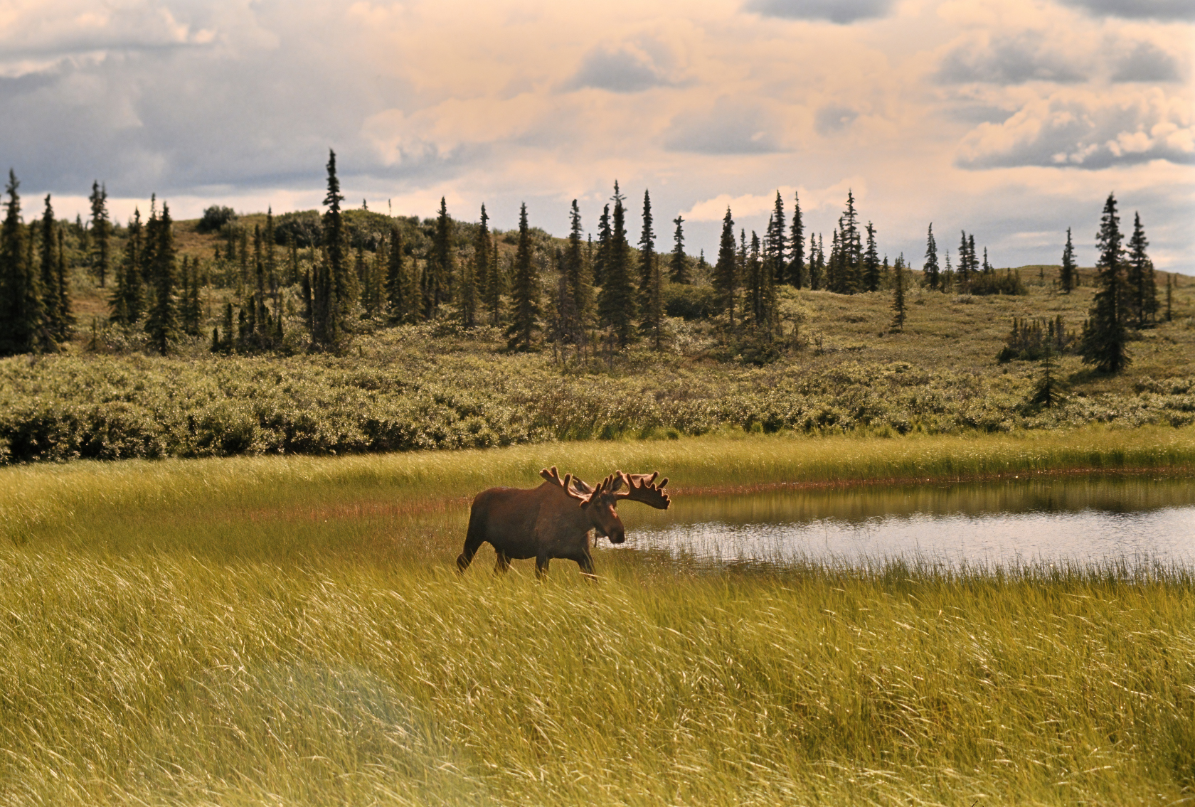 Elch Bulle im Denali National Park