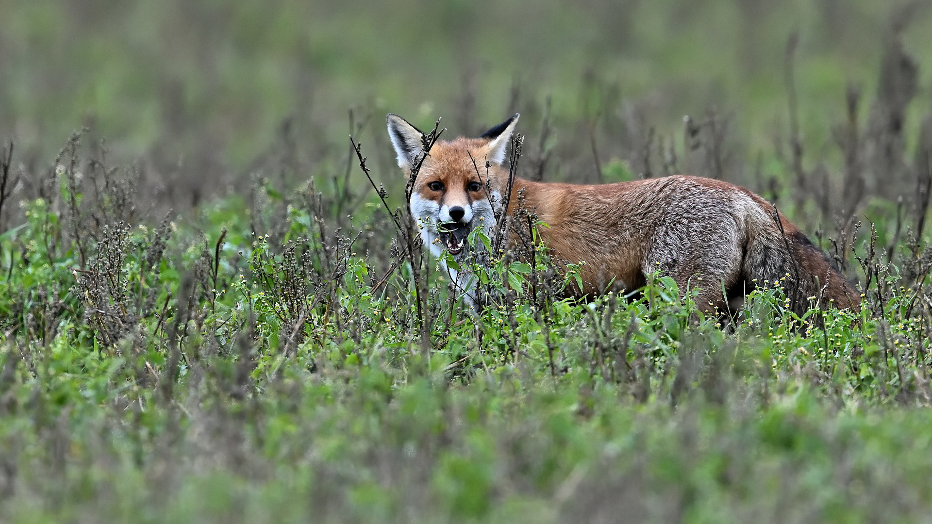 Fuchs