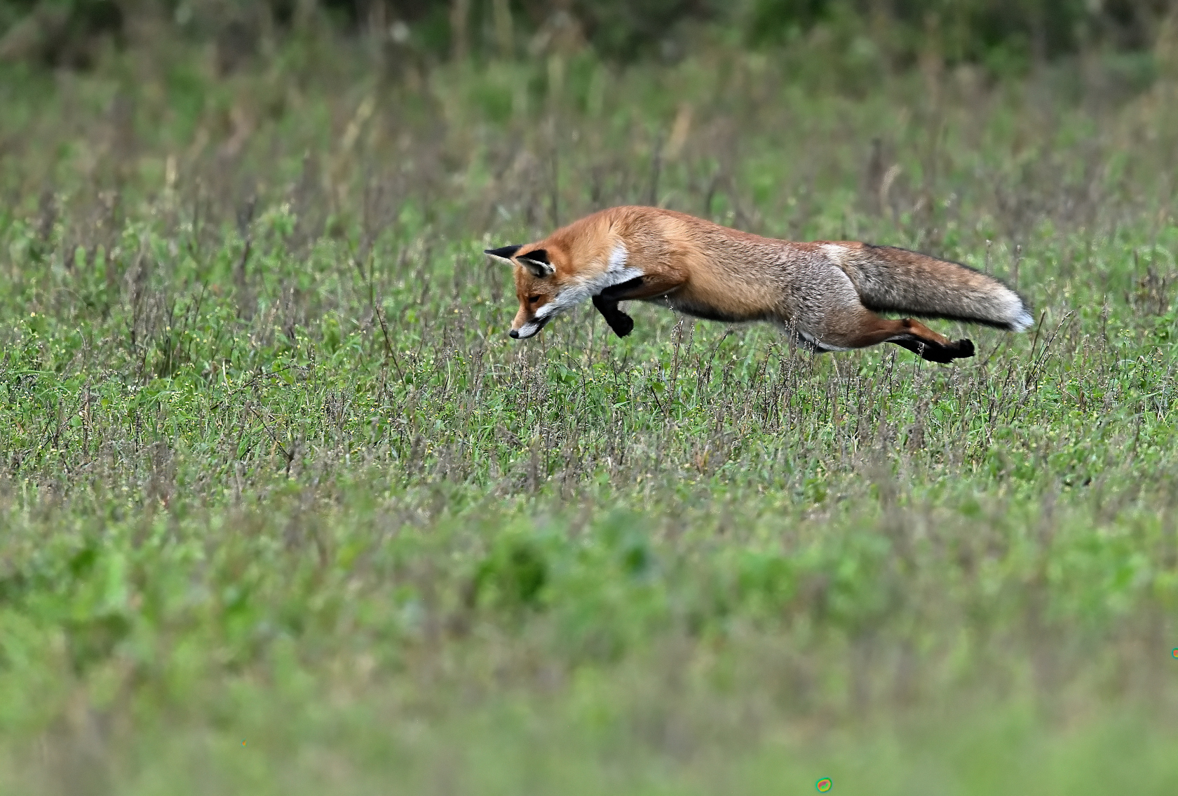 Fuchs