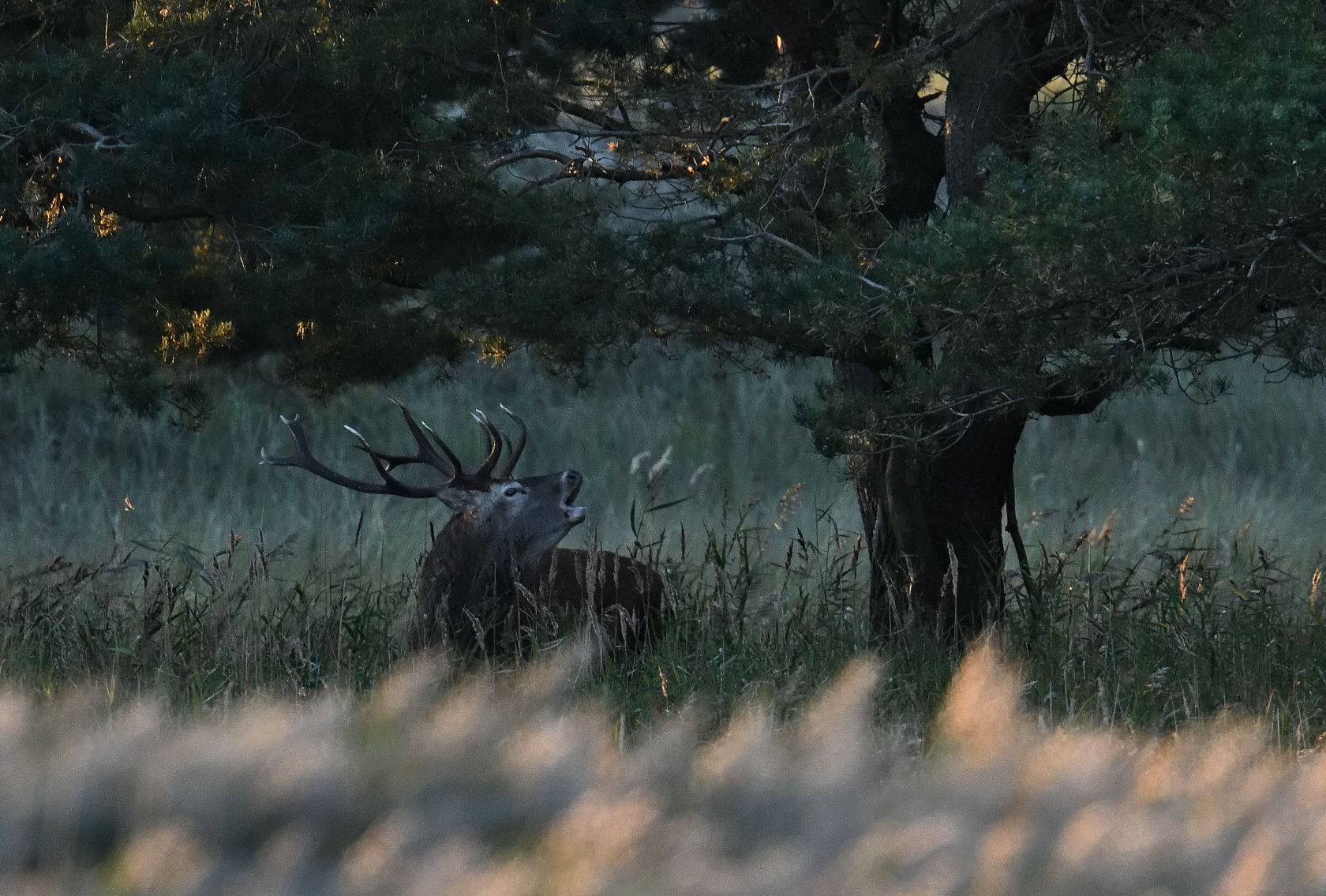 Hirsch