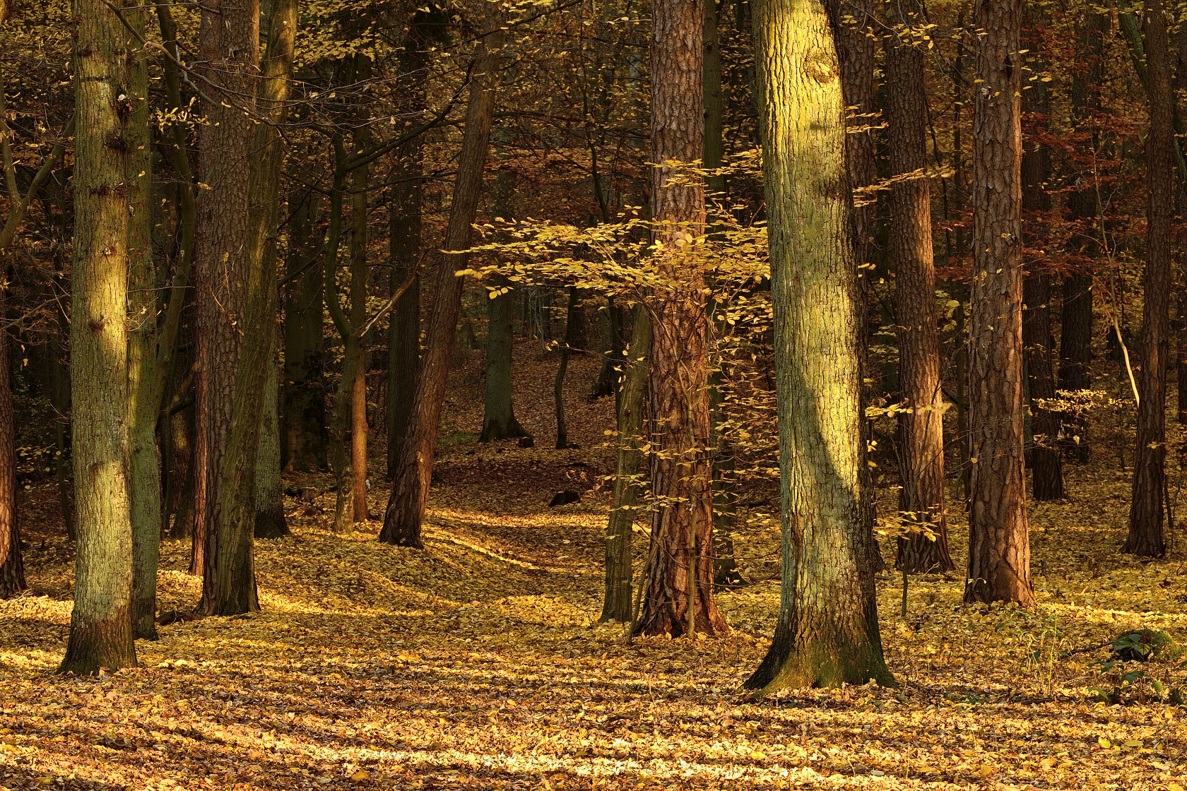 Herbststimmung