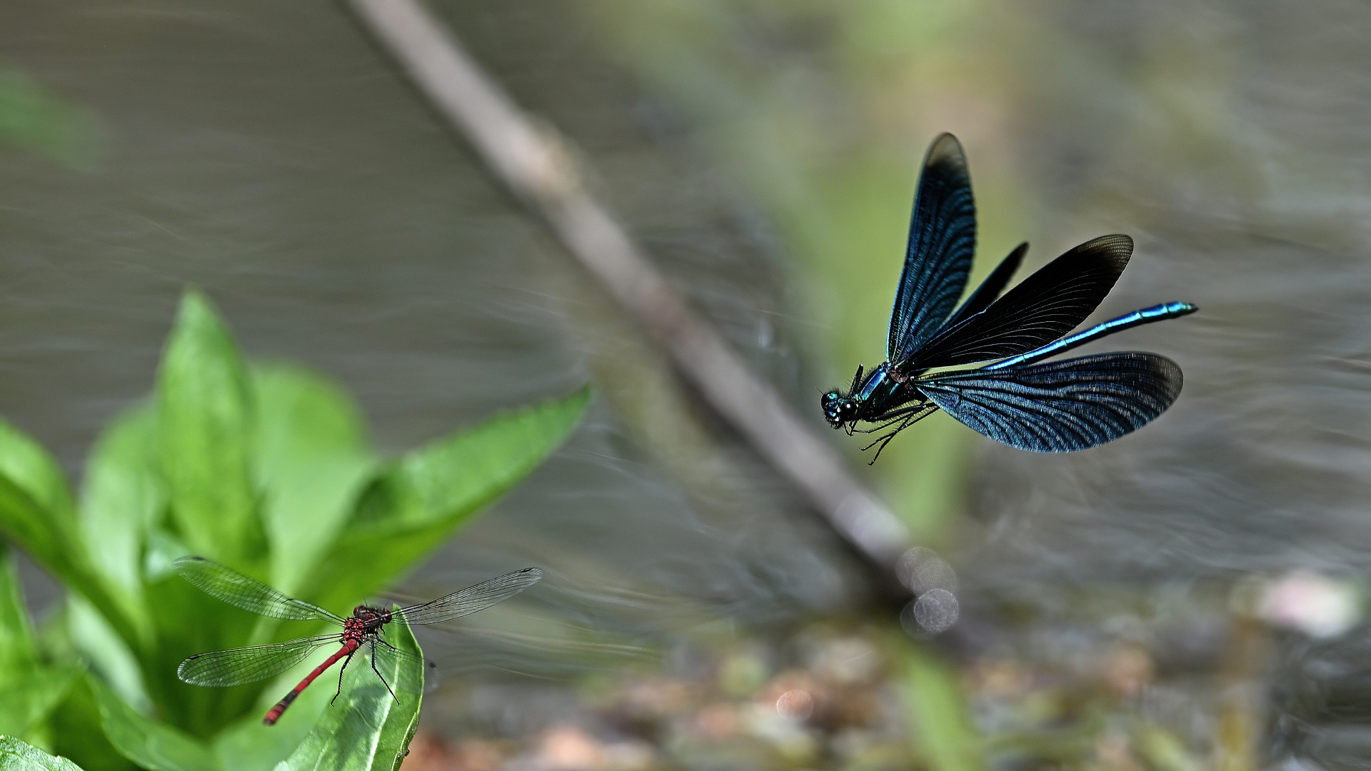 Prachtlibelle