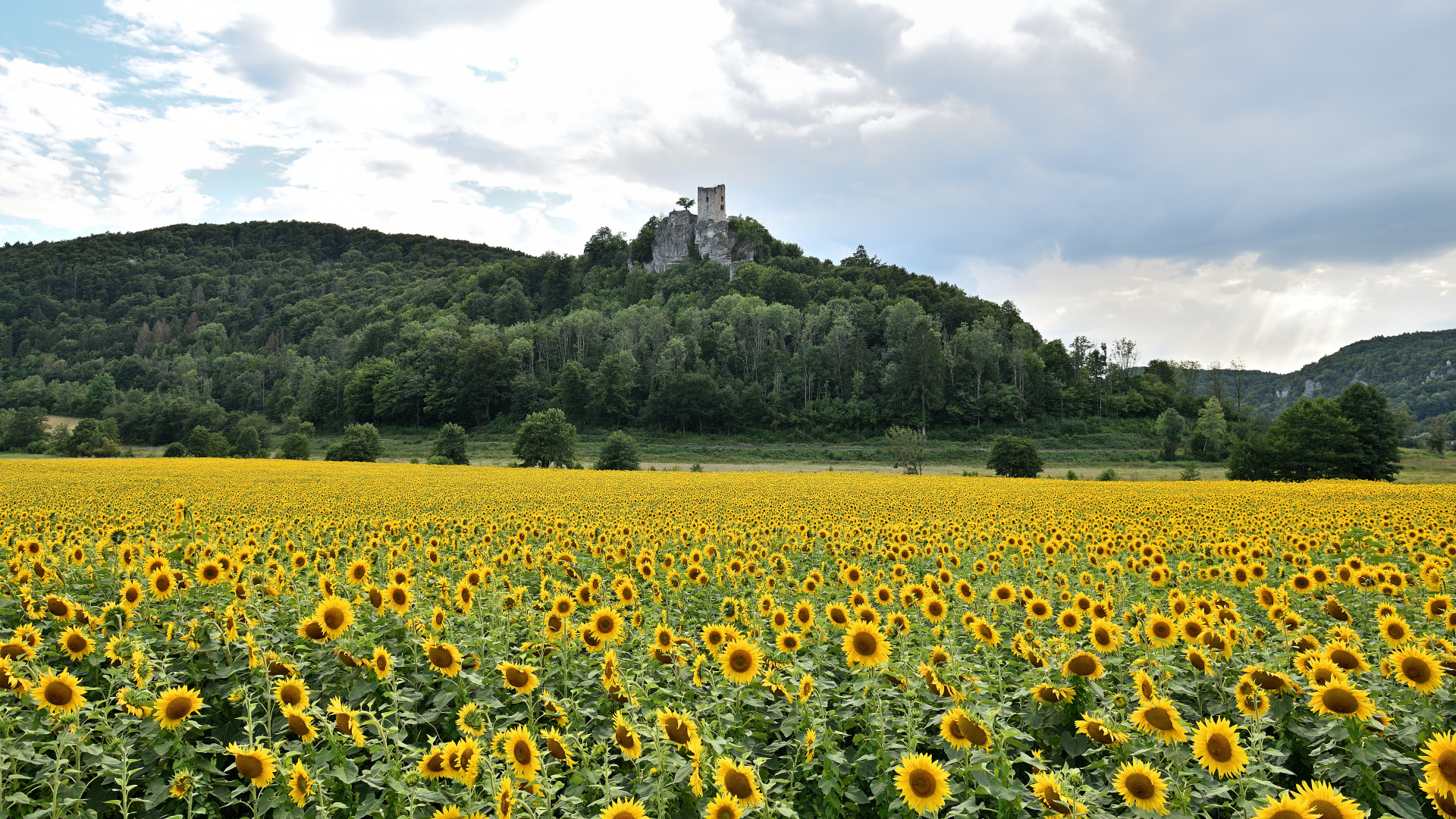 Sonnenblumen