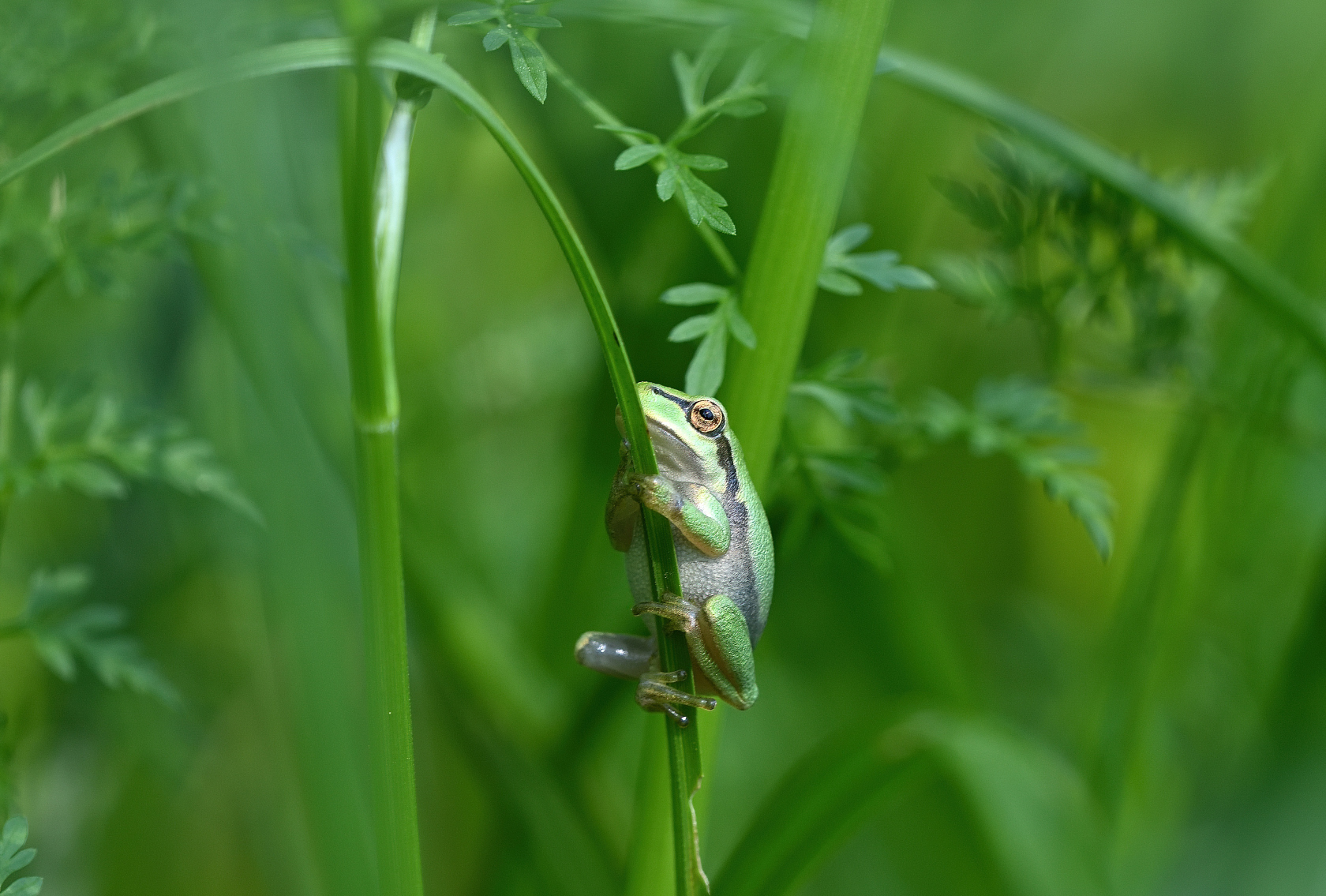 Laubfrosch
