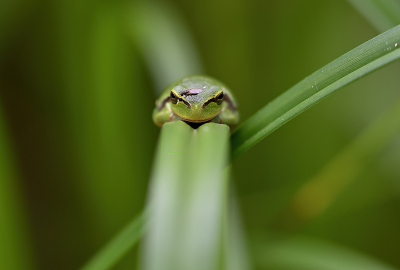 Laubfrosch