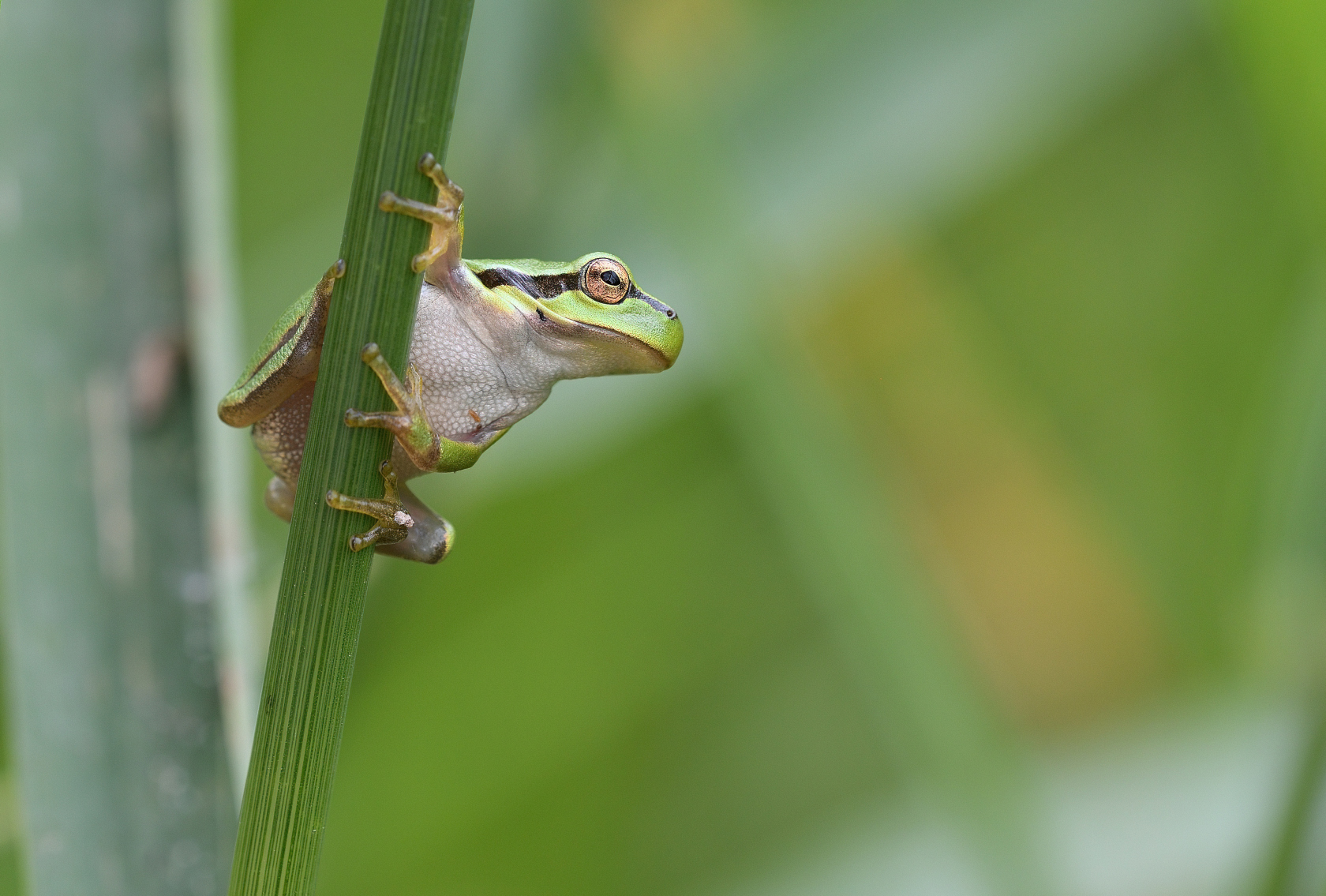 Frosch