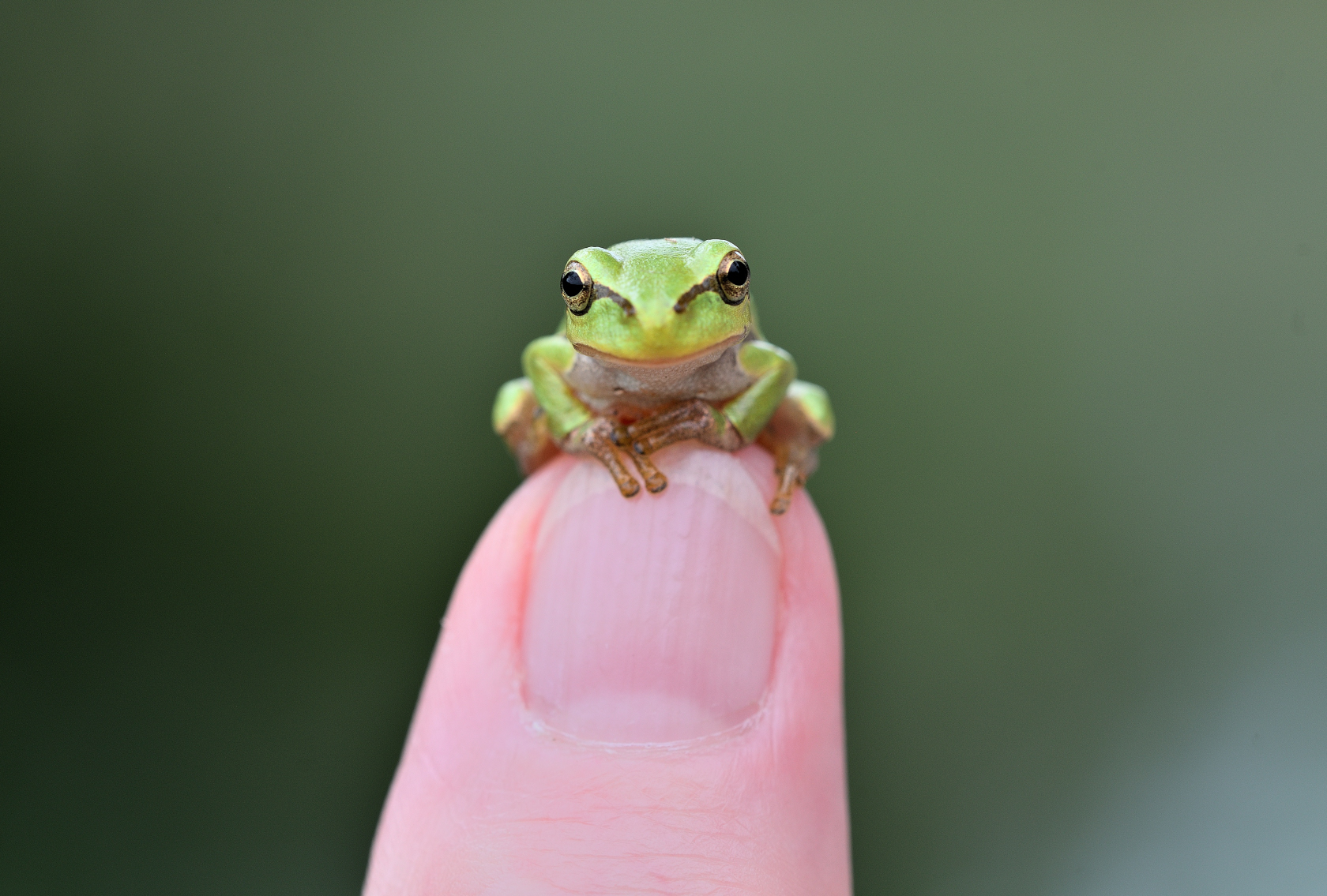 Laubfrosch