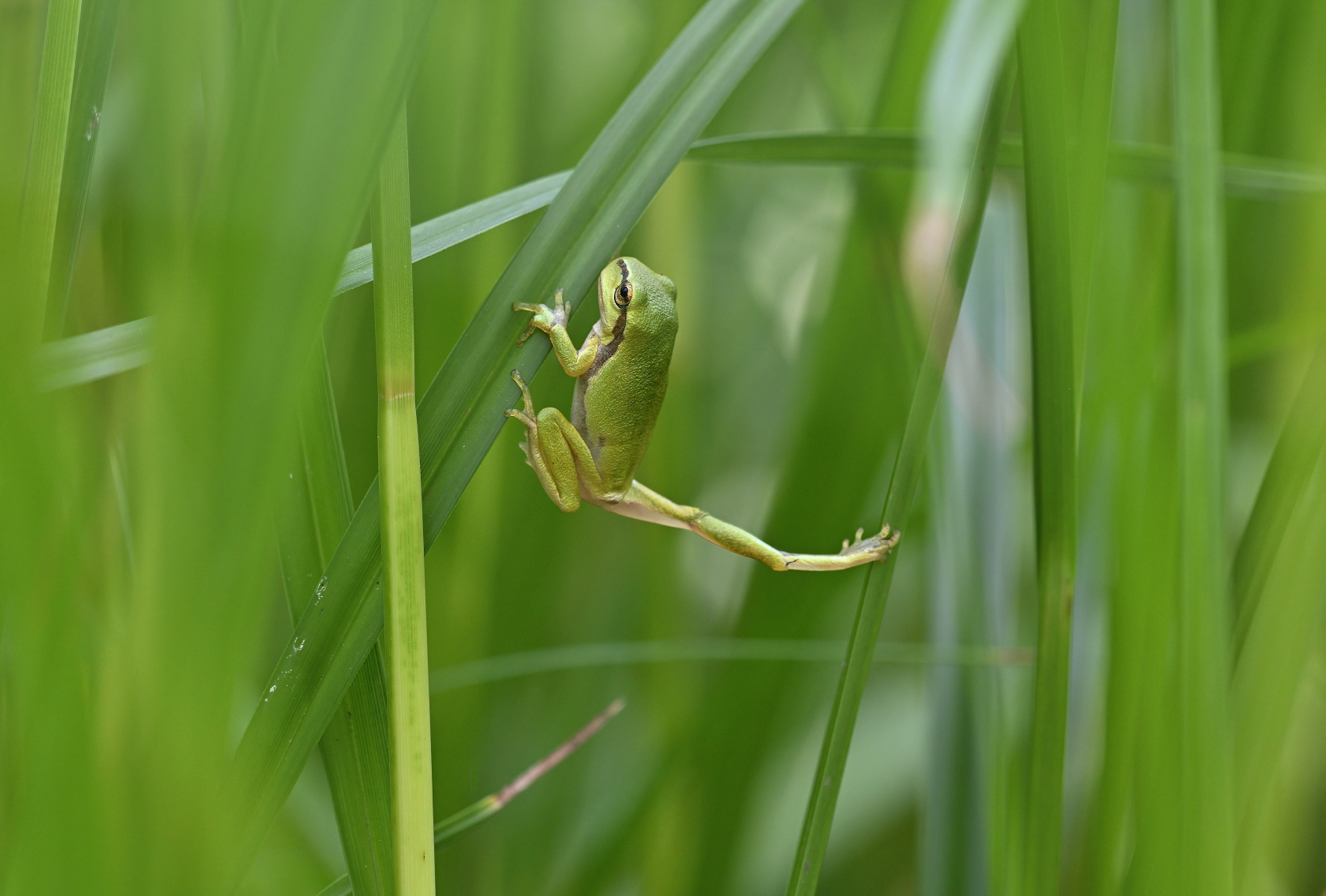 Laubfrosch