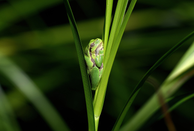 Laubfrosch