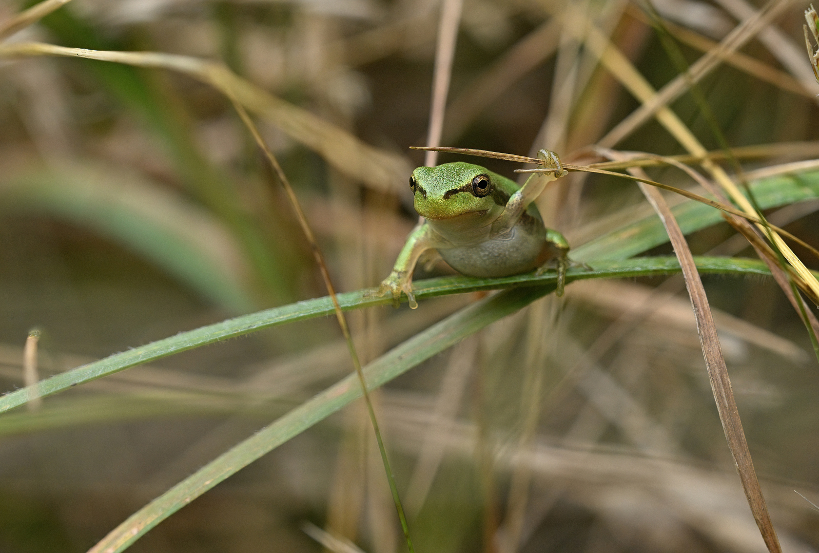 Frosch
