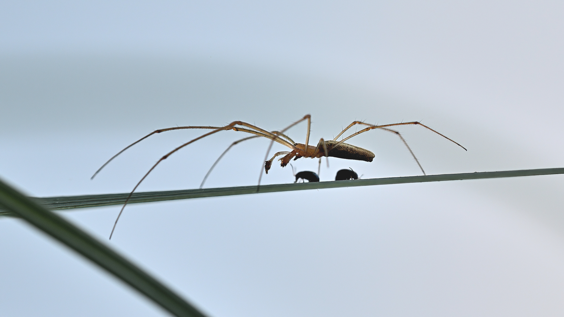 Spinne