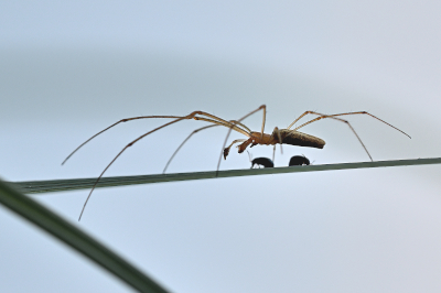 Spinne