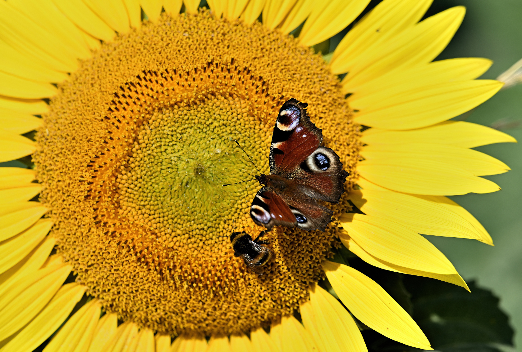 Tagpfauenauge mit Biene