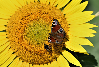 Tagpfauenauge mit Biene