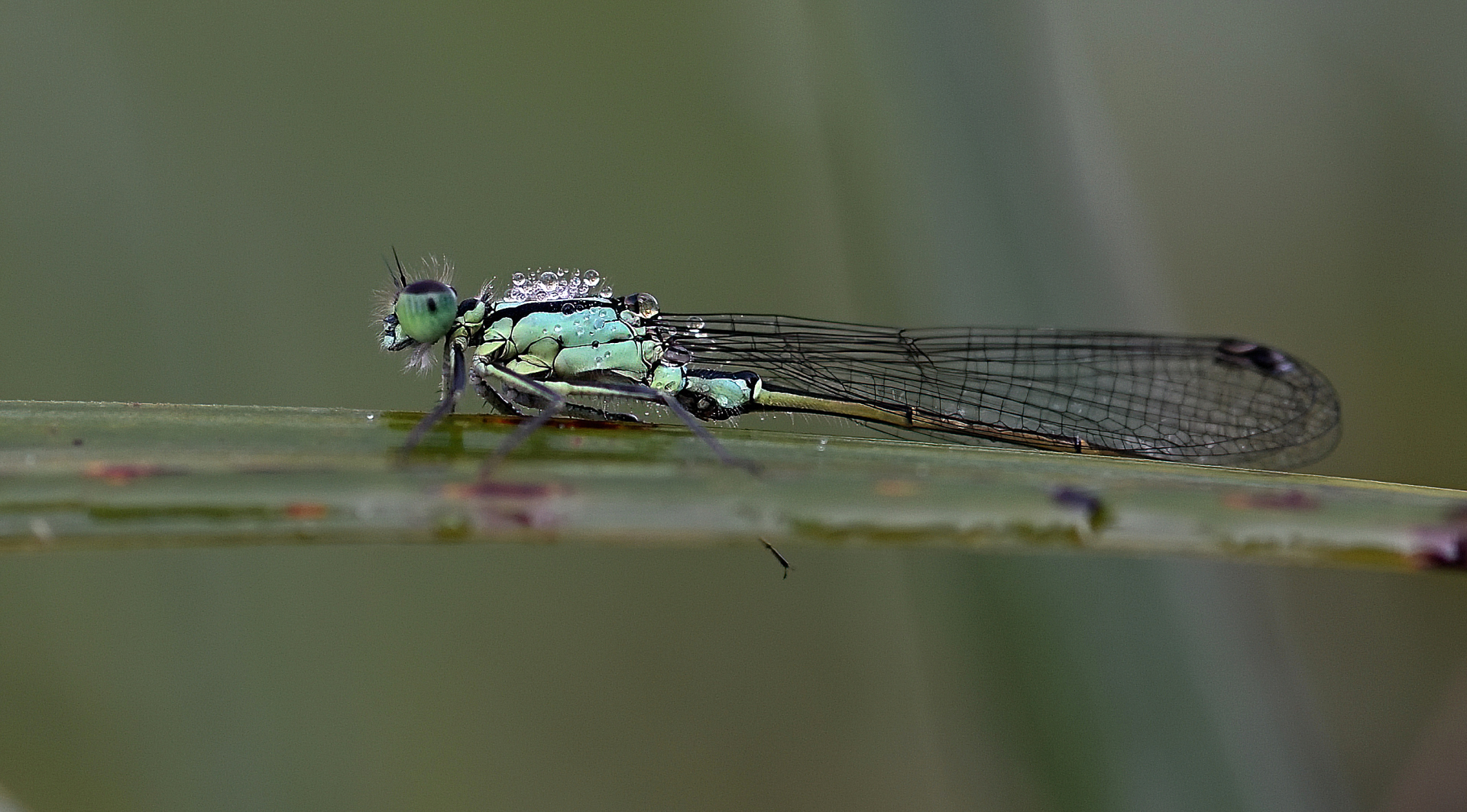 Libelle