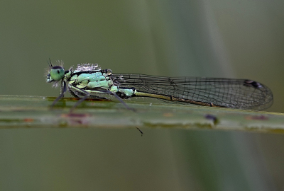 Libelle