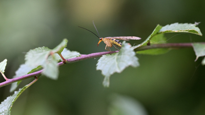 Scorpionfliege