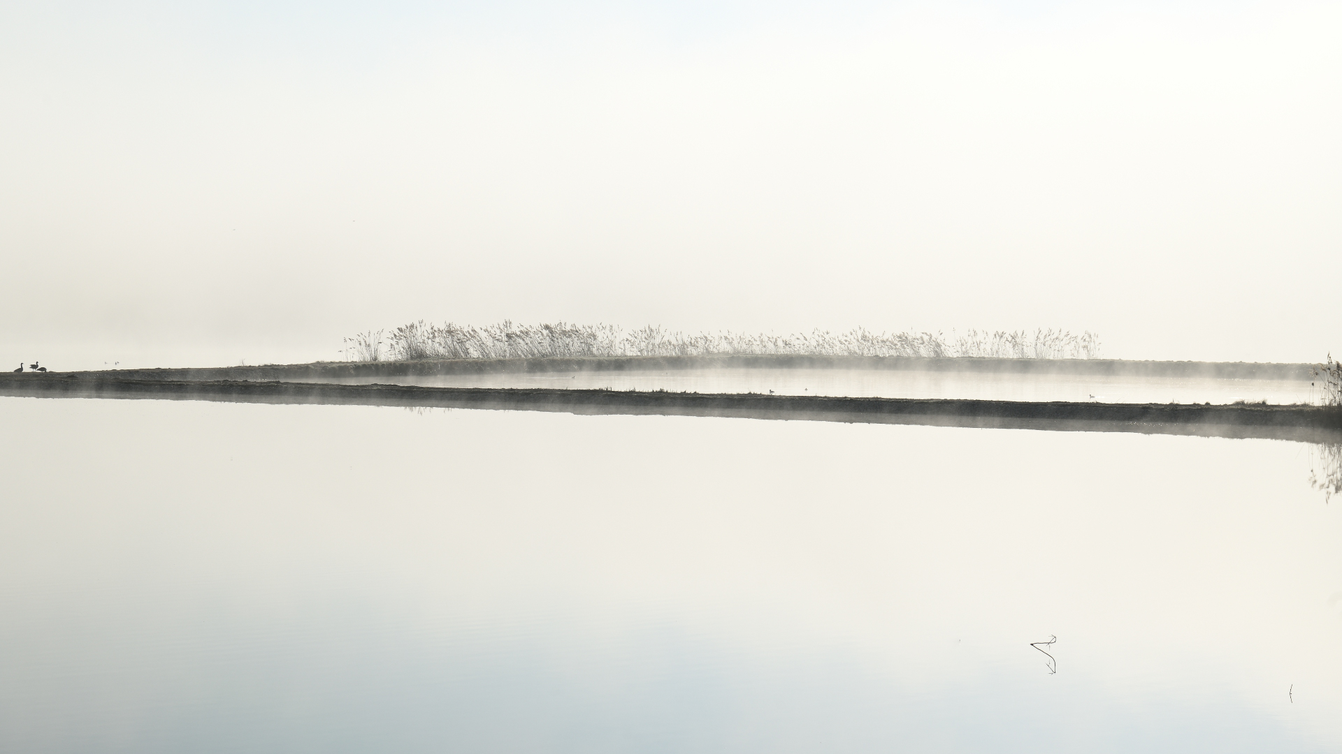 Morgennebel