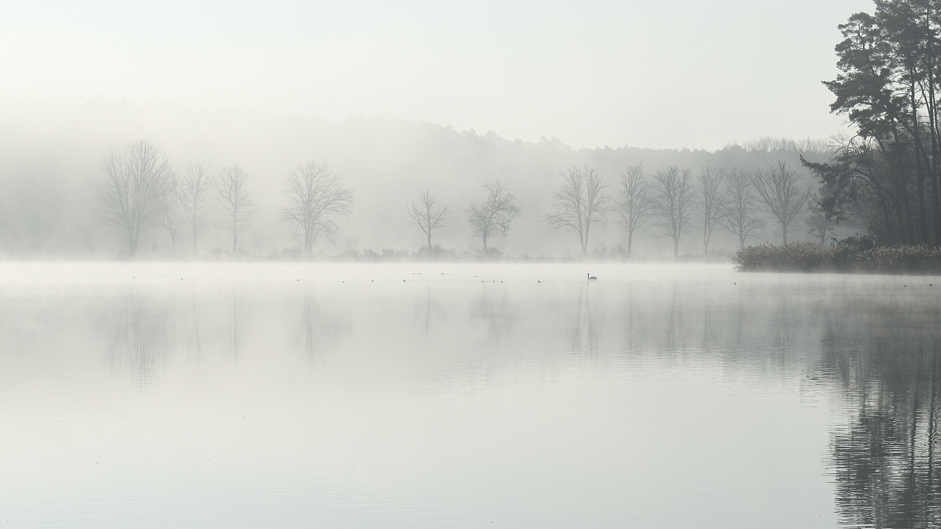 Morgennebel