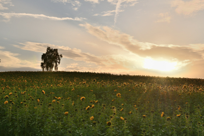 Abendstimmung bei Hausen