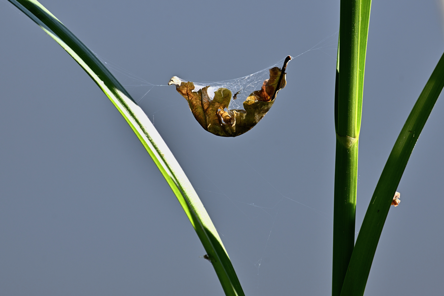 Blatt im Spinnennetz