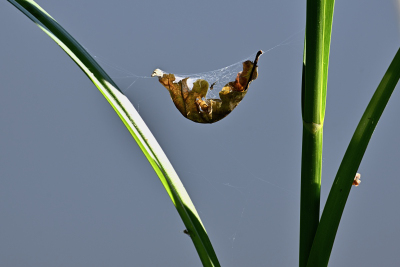 Blatt im Spinnennetz