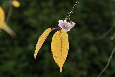 Kirschblüte