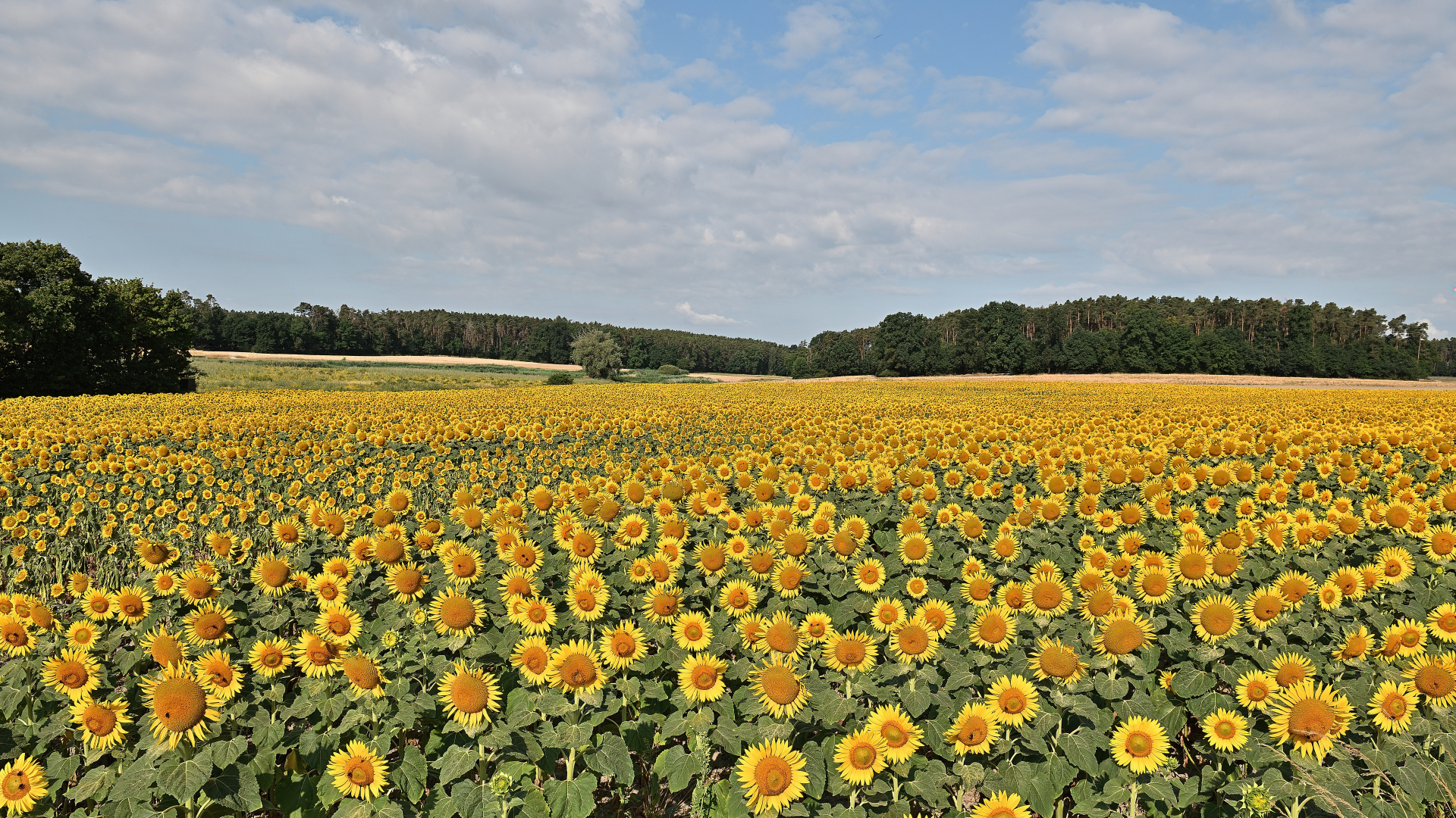 Sonnenblumen