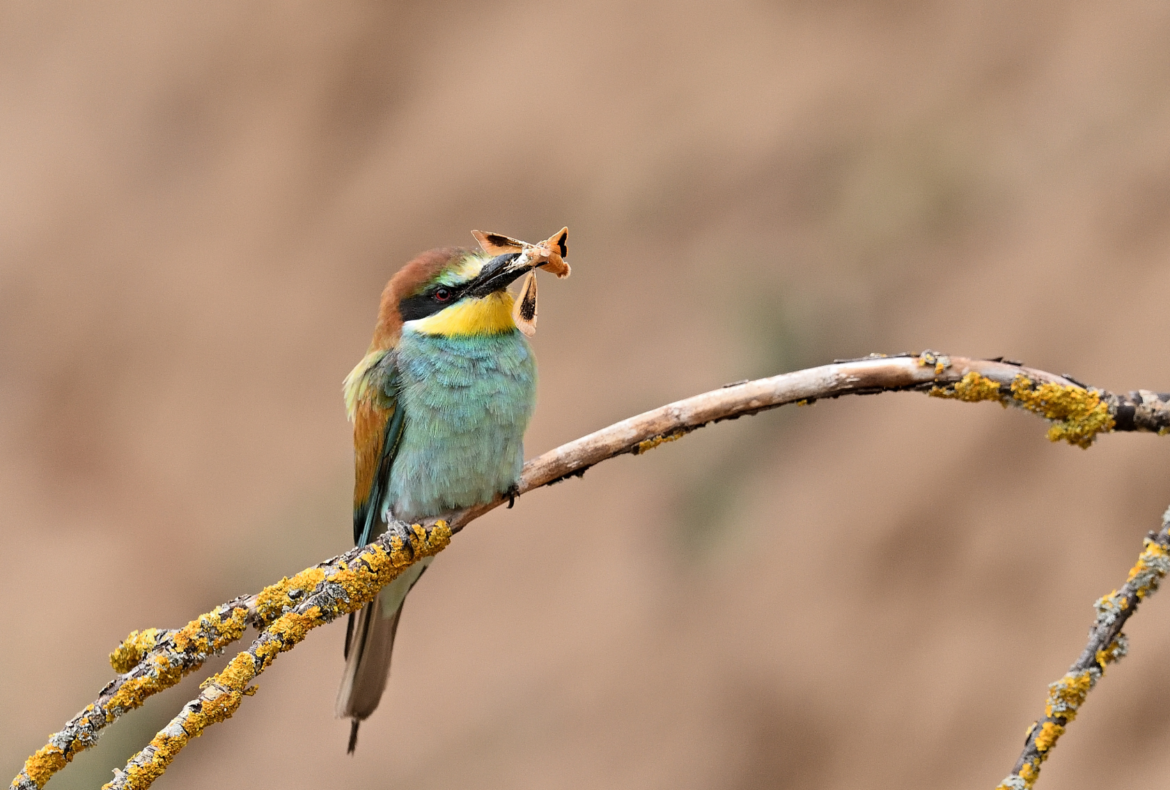 Bienenfresser