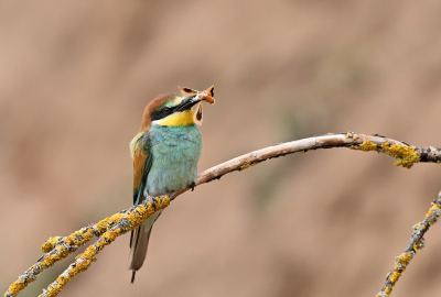 Bienenfresser