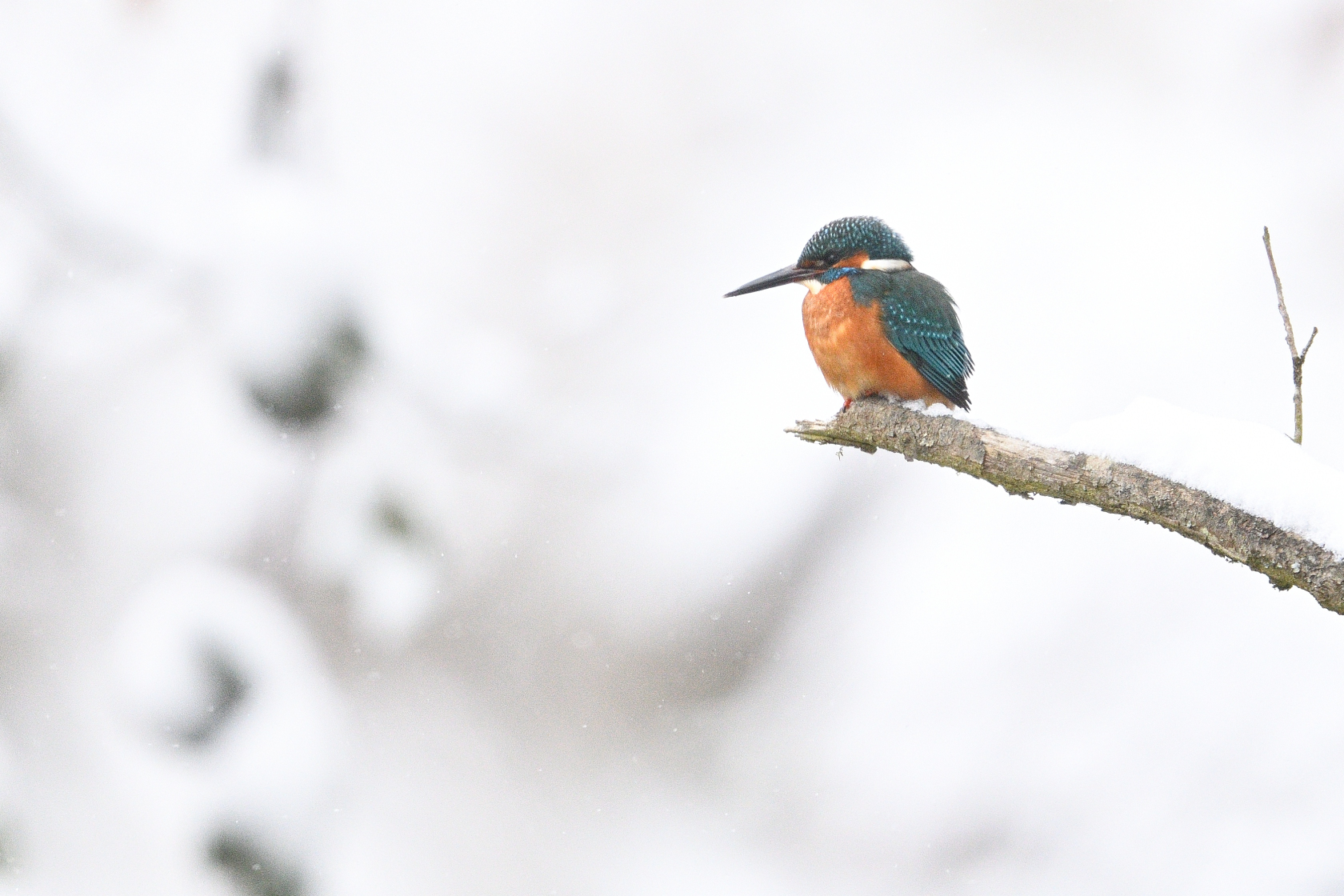 Eisvogel