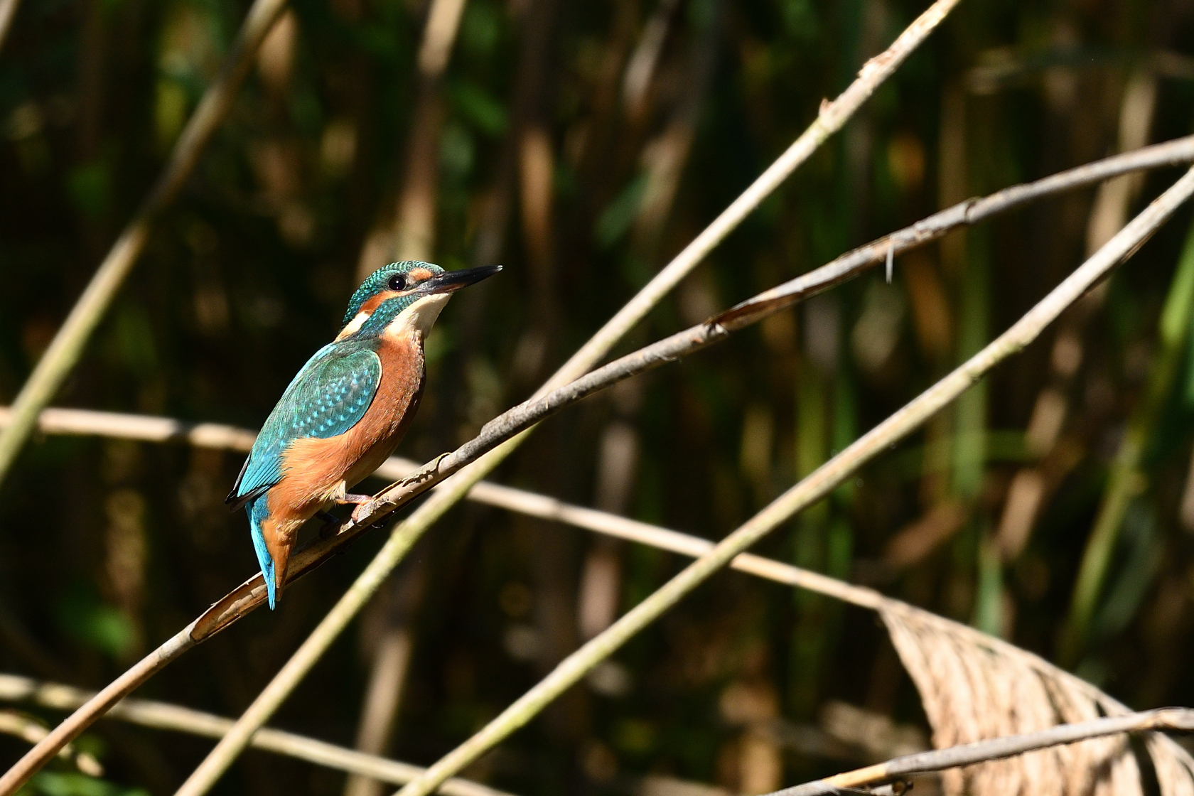 Eisvogel