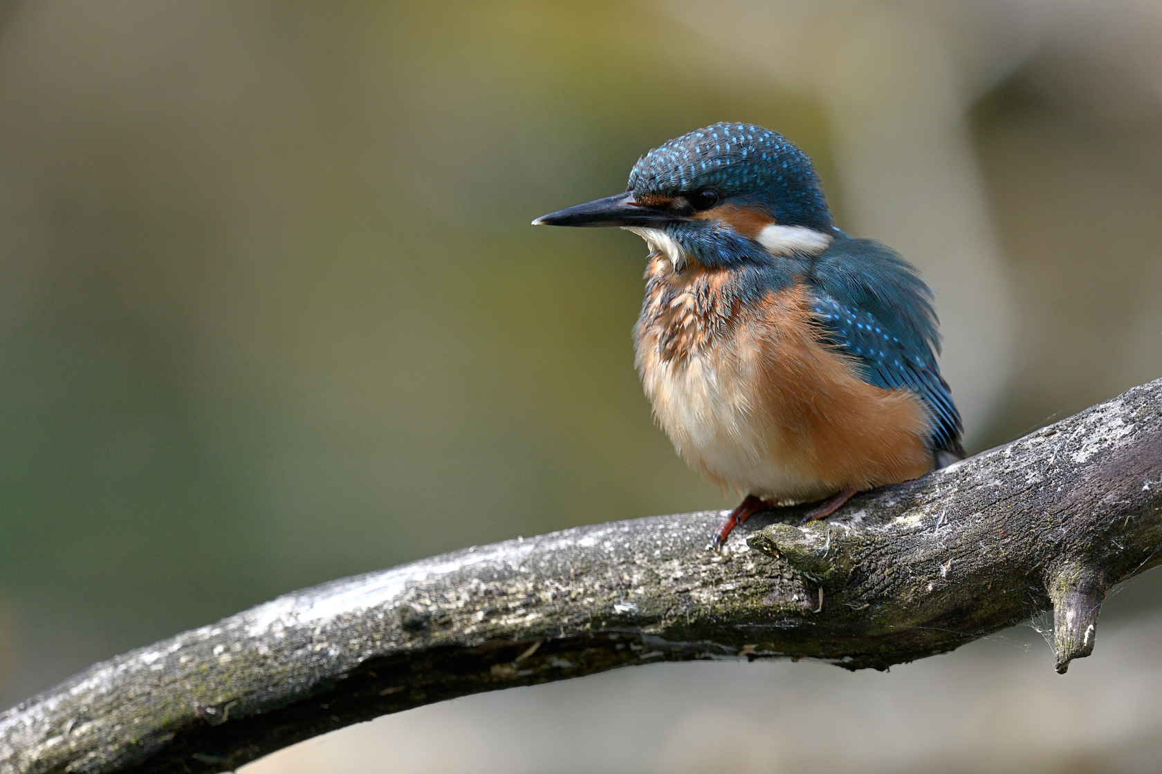 Eisvogel