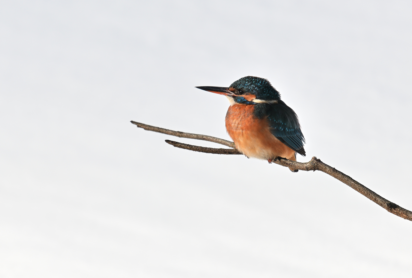 Eisvogel