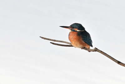 Eisvogel