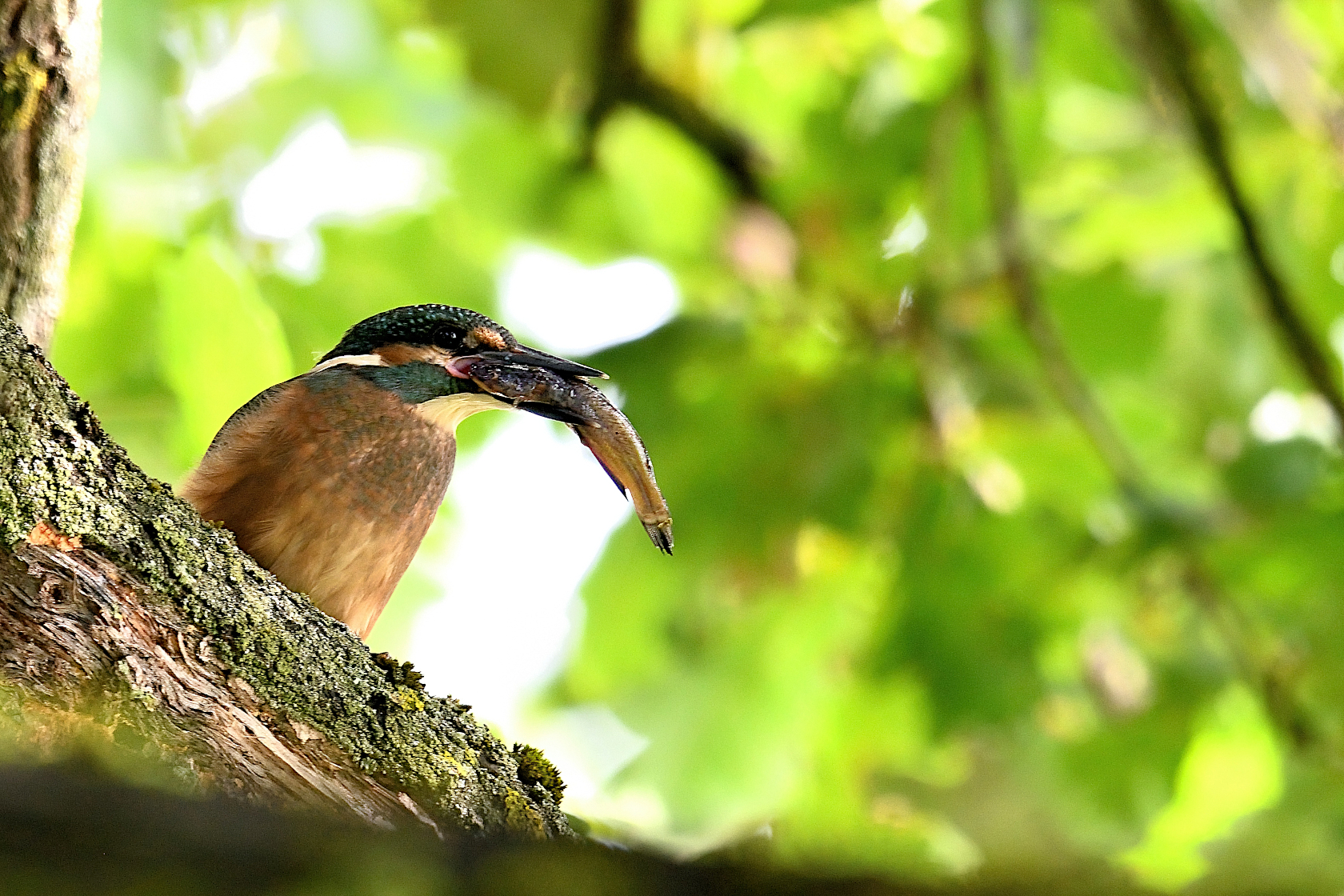 Eisvogel