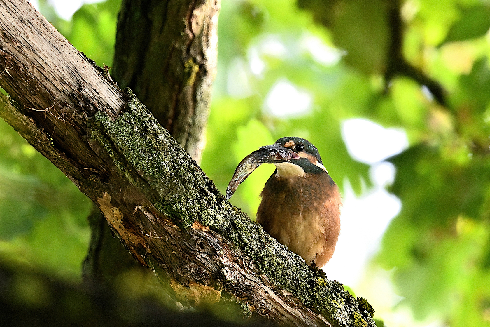 Eisvogel