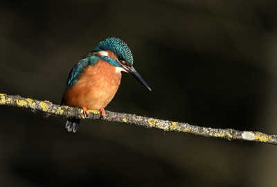 eisvogel