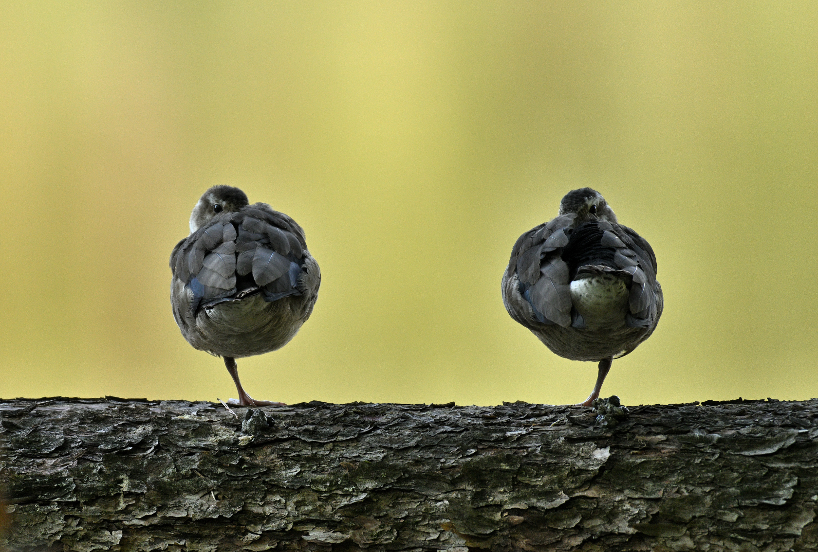 Gänse