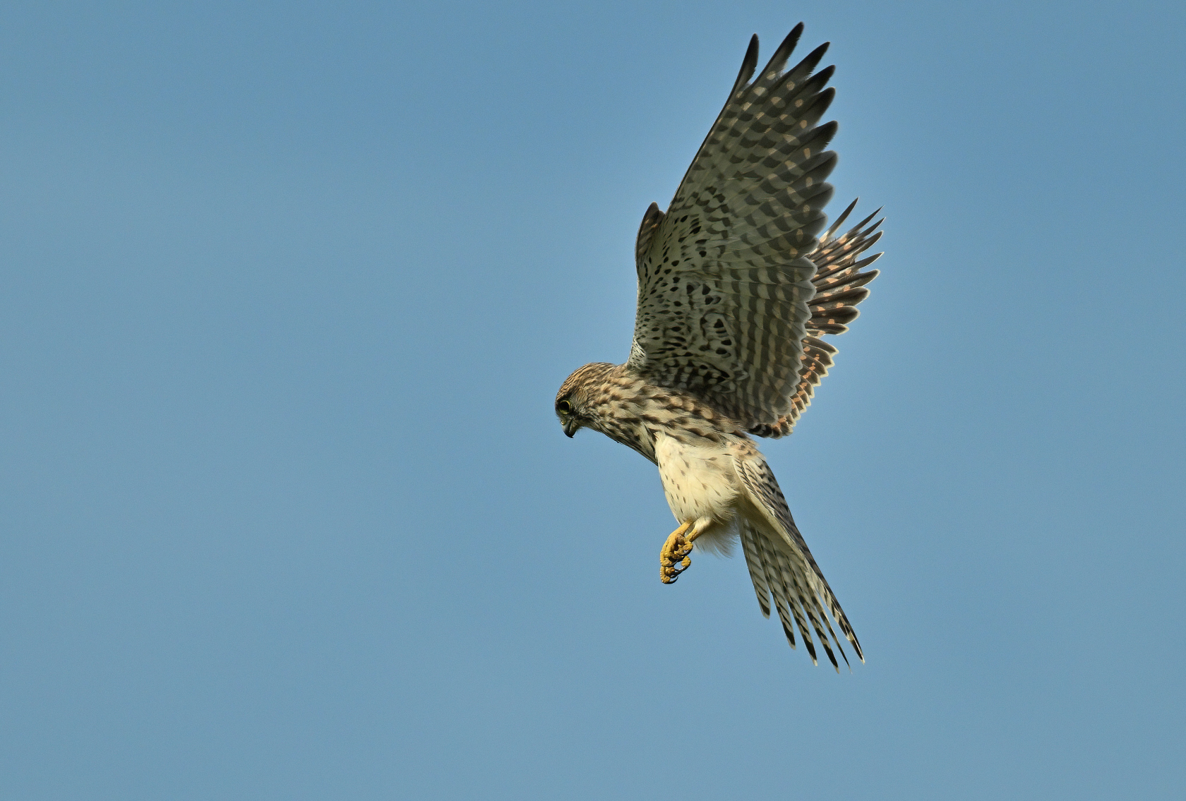 Turmfalke