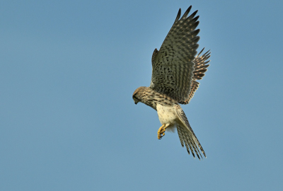 Turmfalke