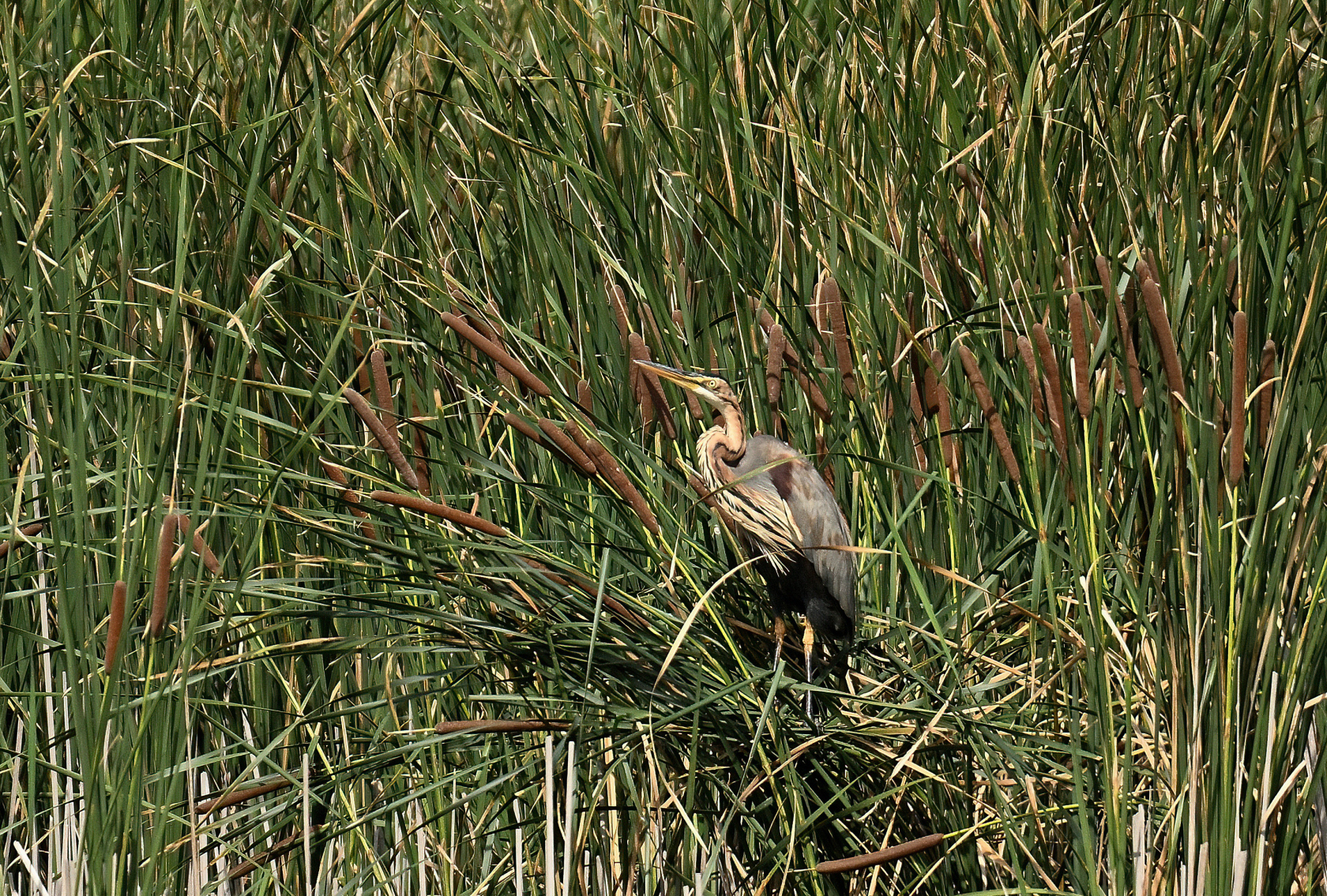 Purpurreiher