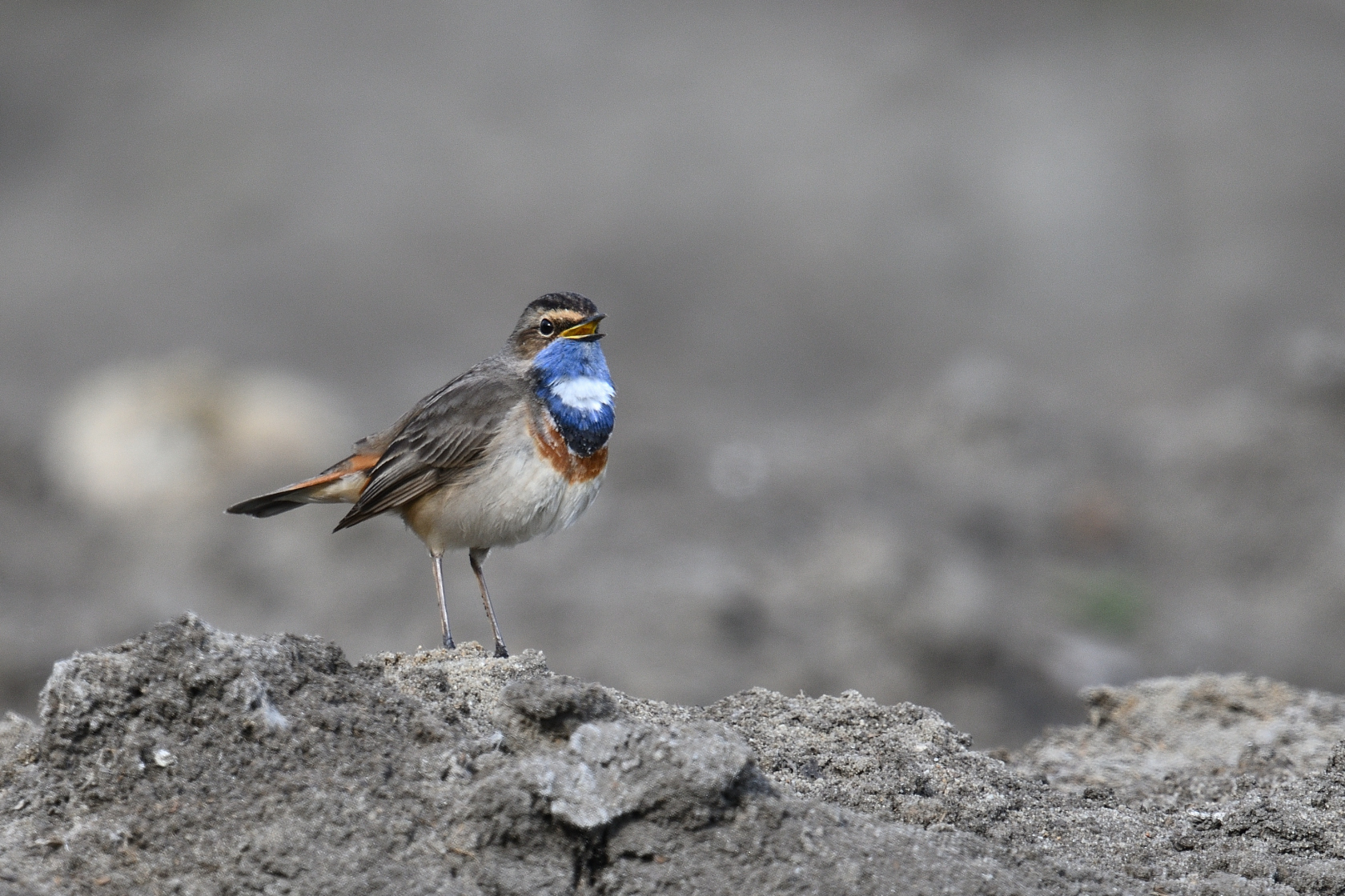 Blaukehlchen