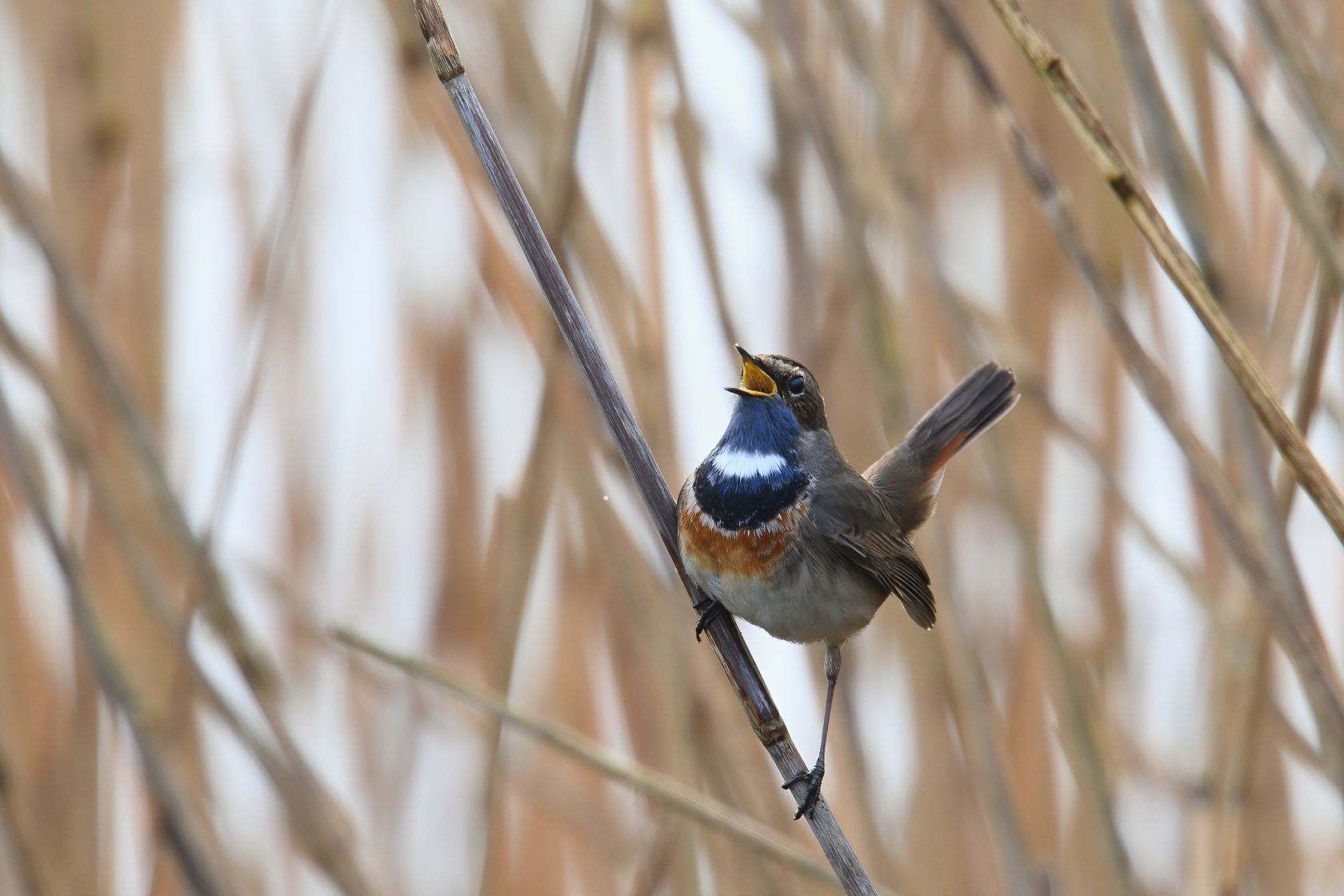 Blaukehlchen