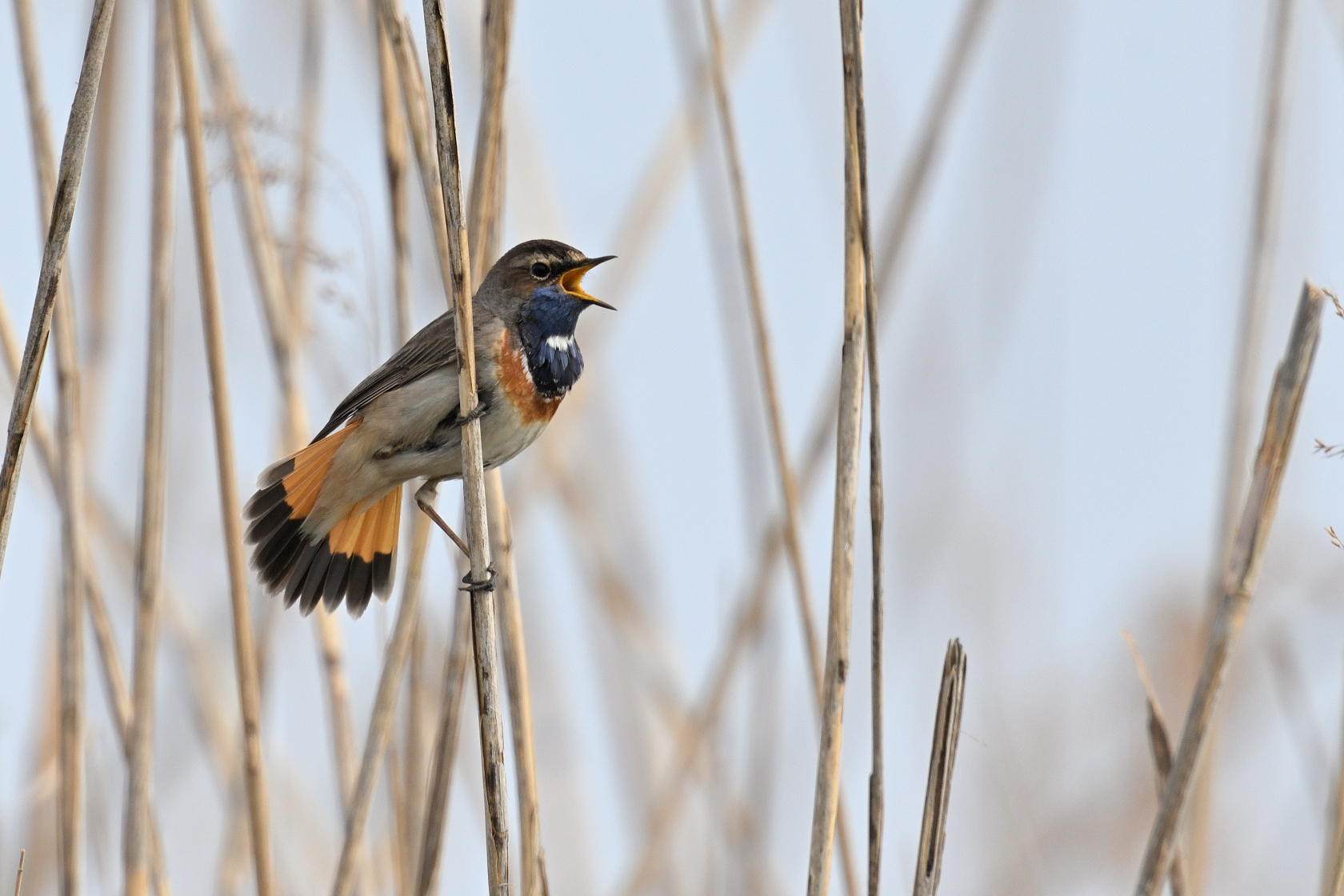 Blaukehlchen