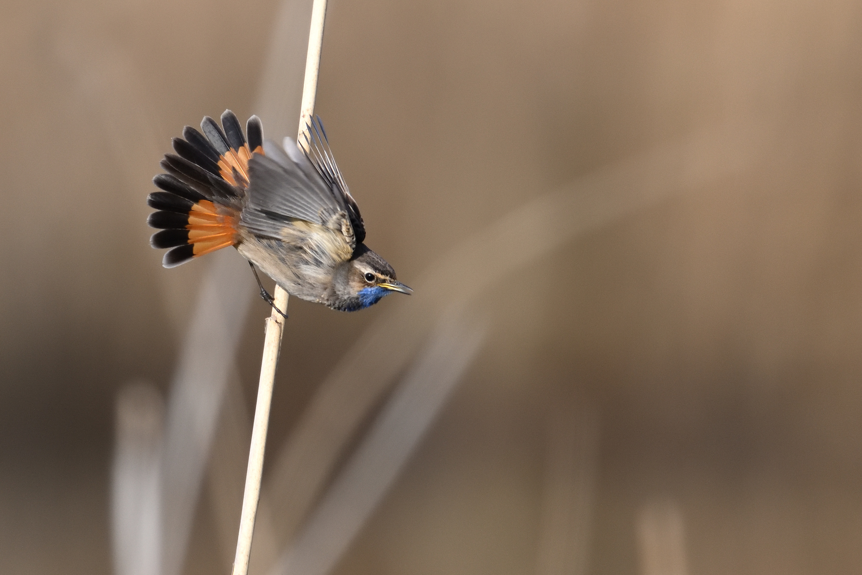 Blaukehlchen