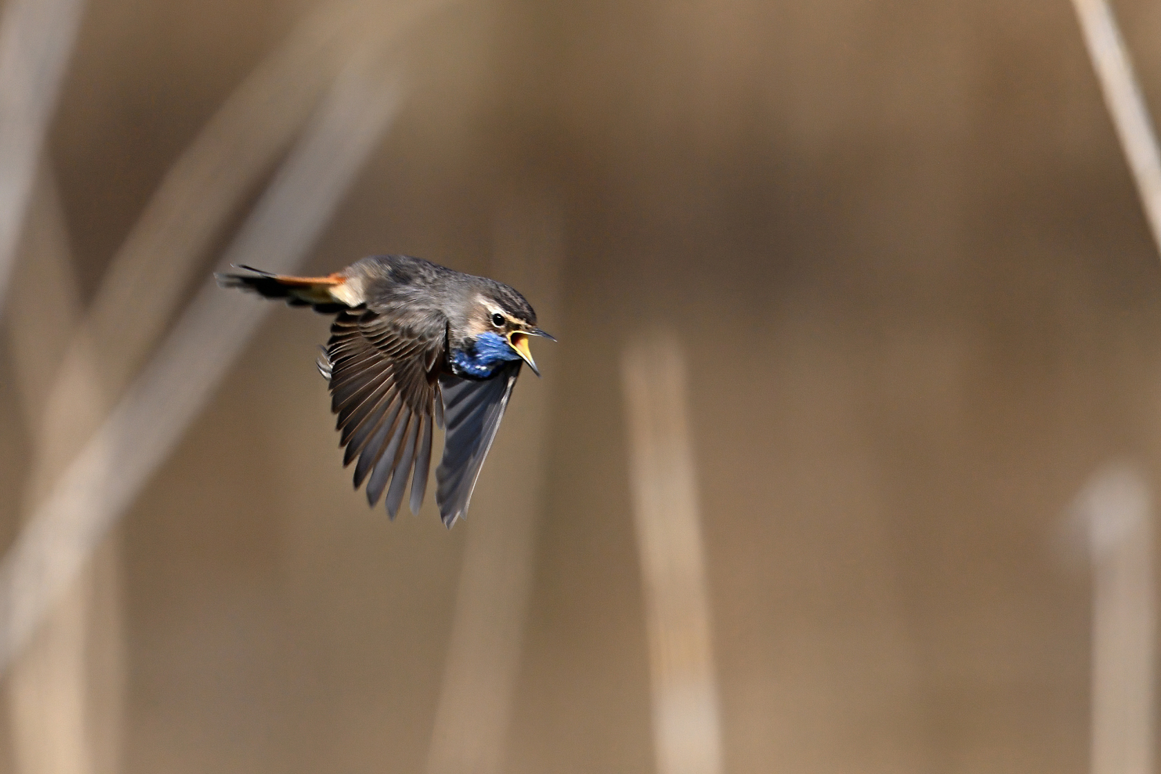 Blaukehlchen